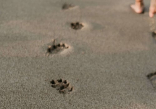 Are digital footprints real?
